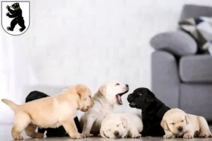 Mehr über den Artikel erfahren Labrador Züchter und Welpen in St. Gallen