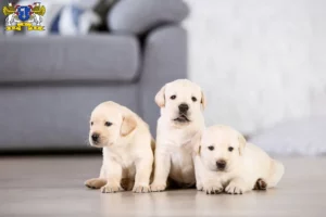 Mehr über den Artikel erfahren Labrador Züchter und Welpen in Stade