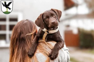 Mehr über den Artikel erfahren Labrador Züchter und Welpen in Starnberg