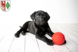 Mehr über den Artikel erfahren Labrador Züchter und Welpen in Stendal