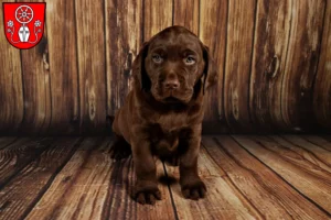 Mehr über den Artikel erfahren Labrador Züchter und Welpen in Tauberbischofsheim