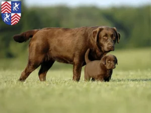 Mehr über den Artikel erfahren Labrador Züchter und Welpen in Torgau