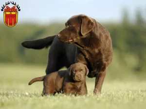 Mehr über den Artikel erfahren Labrador Züchter und Welpen in Tübingen