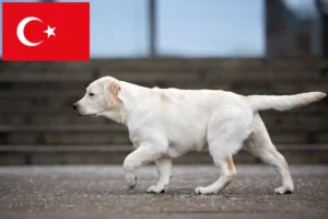 Mehr über den Artikel erfahren Labrador Züchter und Welpen in der Türkei