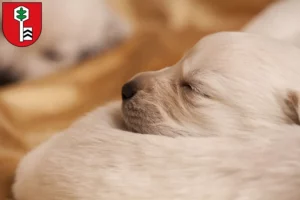 Mehr über den Artikel erfahren Labrador Züchter und Welpen in Velbert