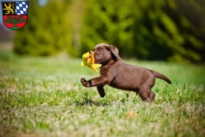 Mehr über den Artikel erfahren Labrador Züchter und Welpen in Weiden in der Oberpfalz