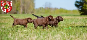 Mehr über den Artikel erfahren Labrador Züchter und Welpen in Weingarten