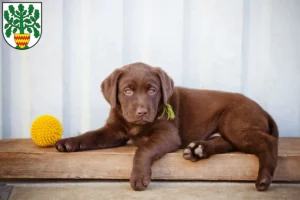 Mehr über den Artikel erfahren Labrador Züchter und Welpen in Westerstede