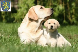 Mehr über den Artikel erfahren Labrador Züchter und Welpen in Winsen (Luhe)