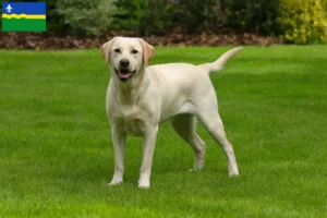 Mehr über den Artikel erfahren Labrador Züchter und Welpen in Flevoland