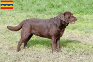 Mehr über den Artikel erfahren Labrador Züchter und Welpen in Overijssel