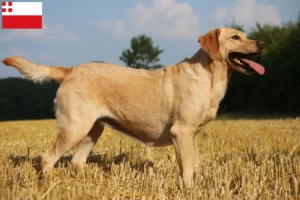 Mehr über den Artikel erfahren Labrador Züchter und Welpen in Utrecht