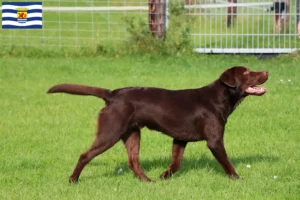 Mehr über den Artikel erfahren Labrador Züchter und Welpen in Zeeland