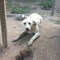 CARLOTTA - geb. 2023 - Labradormix